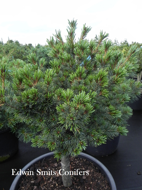 Pinus parviflora 'W.B.'